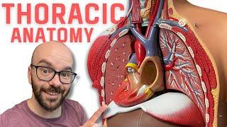 Thoracic Region Anatomy - Every Chest Cavity Structure Labeled!