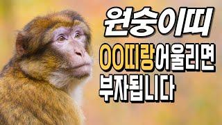 원숭이띠! OO띠랑 어울리면 부자 됩니다! 원숭이띠에게 가장 좋은 귀인띠! [운곡스님의 점찰이야기]