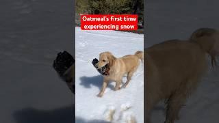 Oatmeal’s first experience with the snow wasn’t very fun #DonnerParty #SnowDog #RenoNevada #shorts