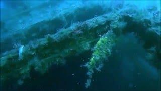 Marlborough Sounds Diving Compilation