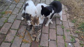 Poor Female Cat Attacked by 3 Male Cats.