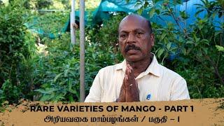 Rare varieties mango in Greenland Nursery - Part 1