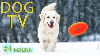 DOG TV for Dogs to Watch: Video Entertain & Best Relaxing Music for Dogs Home Alone - Music for Dogs