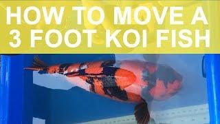 Exotic Koi Fish Transport - 3 foot Hi Utsuri Koi! See it's New Pond and Water Feature!