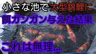 大型錦鯉に、ガンガン餌を与えた結果…これは無理、、、#錦鯉  #アクアリウム　#koi