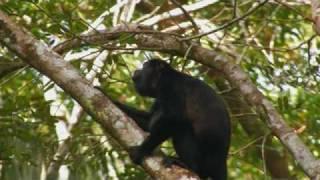 Panama with Victor Emanuel Nature Tours - Part I