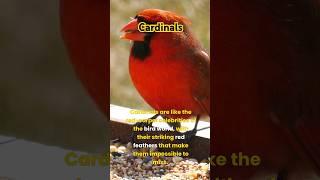 Cardinal facts #wildlife #cardinals #animals #nature