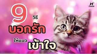 9 วิธีบอกรักน้องแมวในภาษาเหมียวๆ #ecobok