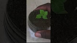 Installing Self watering system for plants #shortsviral #selfwateringsystem