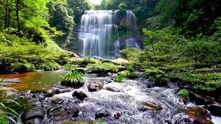 Cascade & Stream flowing in the Forest. Mountain Stream Nature Sounds for Sleep and Relaxation.