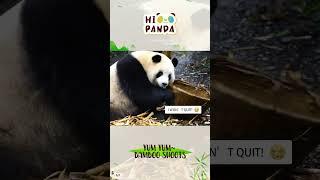 yum yum,bamboo #panda #熊猫 #shorts 【欢迎订阅MIGU Panda官方频道】