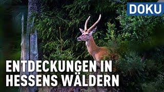 Entdeckungen in Hessens Wäldern | doku | erlebnis hessen