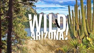 Wild Arizona!