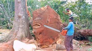 Tebang Pohon Trembesi bernilai ratusan juta rupiah, Chainsaw STIHL 382,440,651& Husky 395
