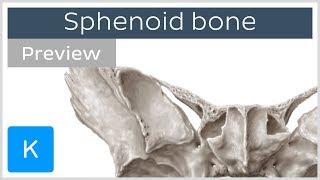 Sphenoid bone: Isolated views, Landmarks, Functions (preview) - Human Anatomy | Kenhub