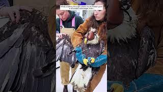 While walking through a field, he stumbled upon a wounded bald eagle, then...