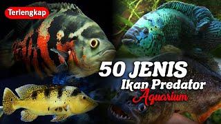 50 Jenis Ikan Predator Air Tawar Aquarium, Galak dan Agresif