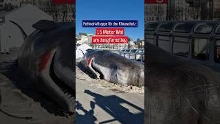  Ein Pottwal in Hamburg? Kunst gegen Klimakrise am Jungfernstieg #news #hamburg #climatechange
