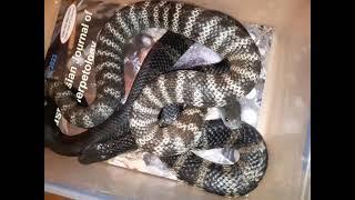 Mating Tiger Snakes Notechis scutatus with the Snake Man