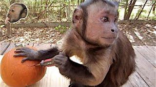 Capuchin Monkey and a Pumpkin!