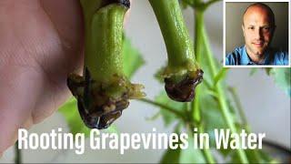 Root Grapevines in Water! (With Results!)
