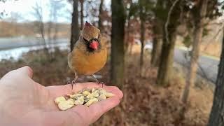 Hand-feeding Birds in Slow Mo - Northern Cardinal, Red-bellied Woodpecker, Downy Woodpecker