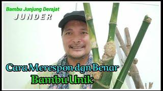 Cara Merespon dgn Benar Bambu Unik️️Junjung Derajad (JUNDER)