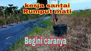 inilah cara gampang membersihkan rumput pada tanaman cabe |Tanaman dijamin aman