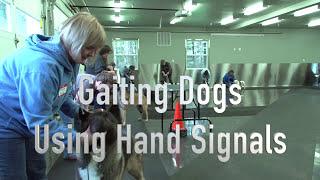 Gaiting your dogs using hand signals - with Eric Salas