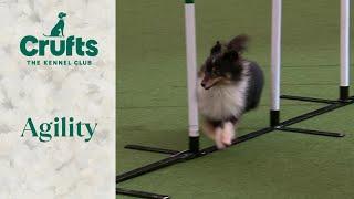 Agility - Championship Small/ Medium Part 2 | ​Crufts 2024