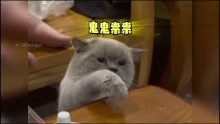 盤點喵星人的倒霉瞬间 #cats #cat #cute #funny