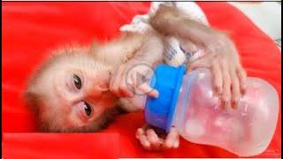 Synthesize the cutest moments of Baby Monkey BiTa