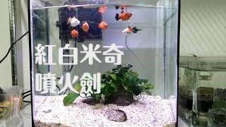 【滿魚Platy fish】紅白米奇＋噴火箭的後代