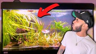 How I Created My Dream Community Predator Aquarium!