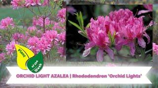 ORCHID LIGHT AZALEA | Rhododendron ‘Orchid Lights’
