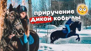 Три дня с Мартини / Упала с лошади / VLOG конюшня