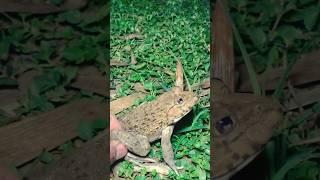 Prey frogs