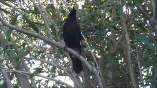 Currawongs singing in my garden.