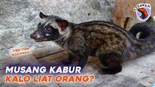 TIPS MUSANG GAK KABUR, TAKUT & NGOMPOL KALO LIHAT ORANG ! #SAWAN