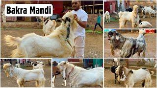 MD Goat Farm Ki Andul Bakra Mandi 2024 in Mumbai India