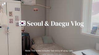 Korea's Seoul & Daegu Vlog: Cherry Blossoms, Paws, Cuisines