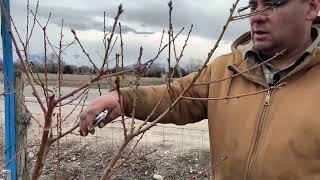 How to Prune a Three (3) Year Old Peach Tree