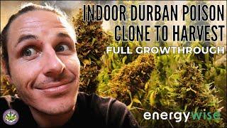 Clone to Harvest Durban Poison Indoor LED Grow!