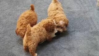 Toy Poodle Puppies For Sale