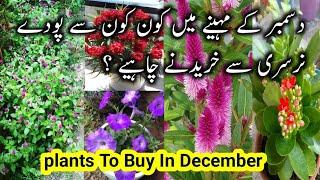 Permanent Flowering Plants To Buy In December From Nursery/Winter Flowering plants/Winter Garden