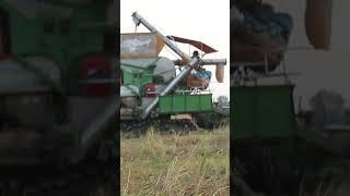 Big Kubota Having Rice Machine Work in Fields  #shorttractor #viralkubota #viralmachine #tractor