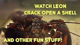 Watch Leon Crack Open A Shell And Other Fun Stuff