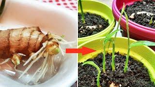 Uzgoj biljke đumbira iz jednog komada đumbira