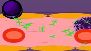 PLASMA CELLS & ANTIBODY PRODUCTION