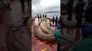 Giant Sea Monsters Caught by Fishermen! #GiantSeaCreatures #FishingDiscoveries #OceanMysteries